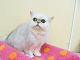 DSCF9126[1]_thumb.png